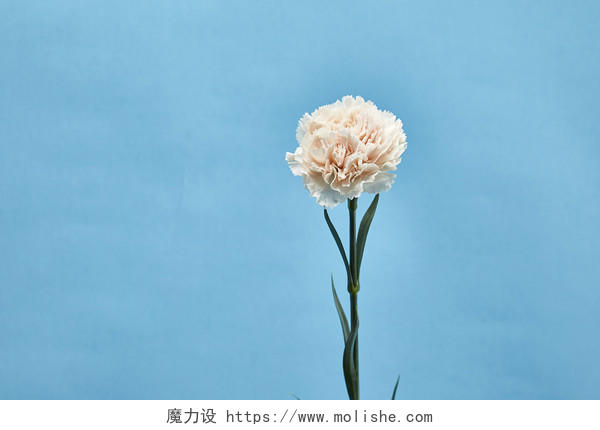 鲜花花朵竖直康乃馨花朵花束在蓝色纯色背景前的场景素材配图正面图教师节
